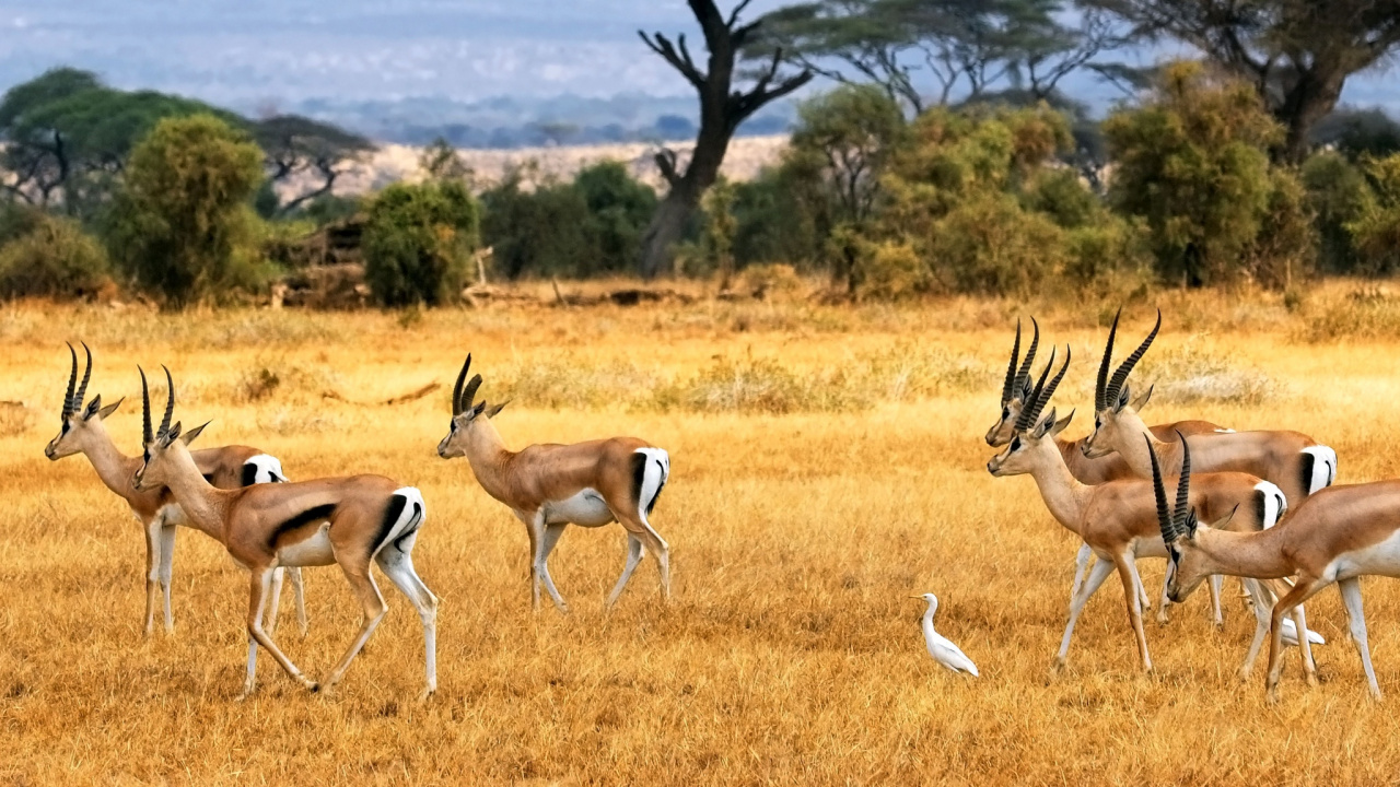 Grupo de Ciervos en el Campo de Hierba Verde Durante el Día. Wallpaper in 1280x720 Resolution