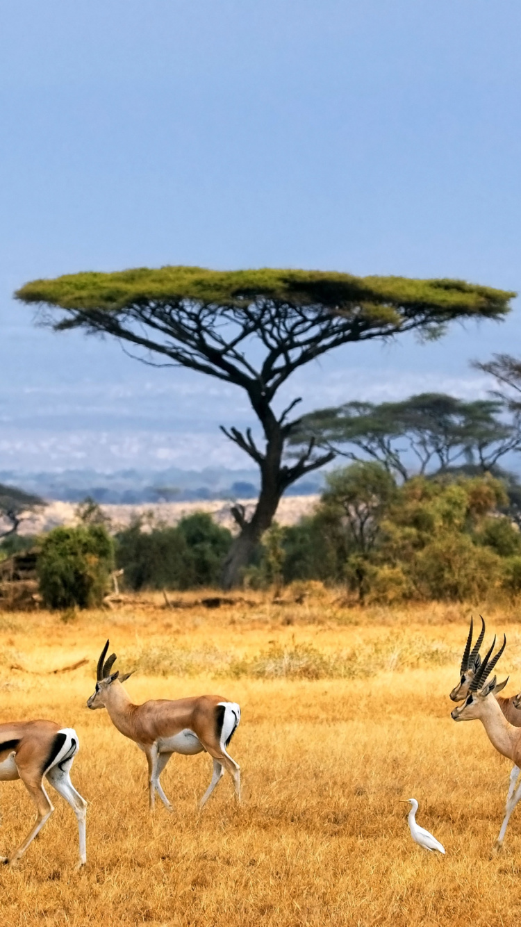 Group of Deer on Green Grass Field During Daytime. Wallpaper in 750x1334 Resolution