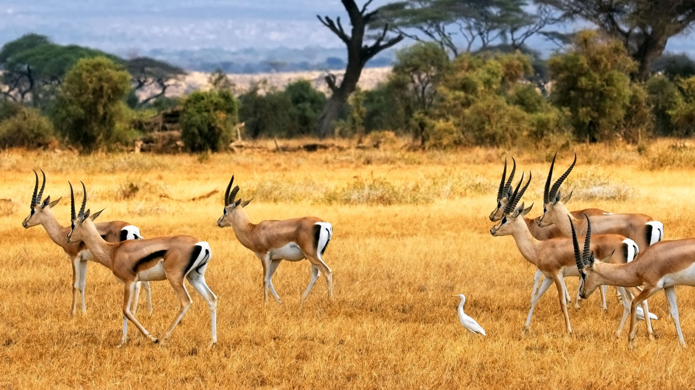 Gruppe Von Hirschen Auf Der Grünen Wiese Tagsüber. Wallpaper in 1366x768 Resolution