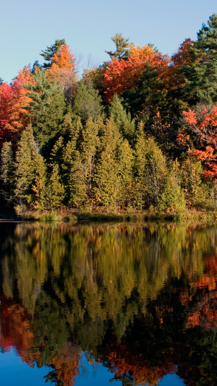 Arbres Verts et Oranges au Bord du Lac Pendant la Journée. Wallpaper in 720x1280 Resolution