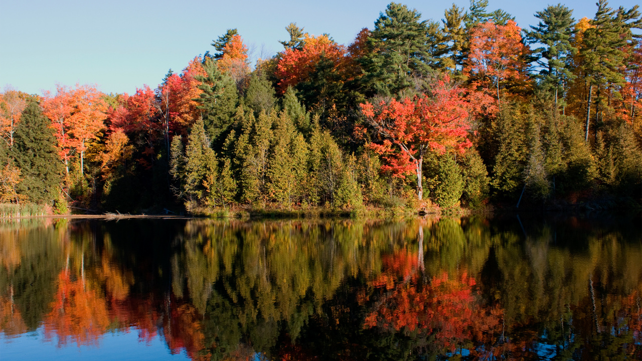 Green and Orange Trees Beside Lake During Daytime. Wallpaper in 1280x720 Resolution