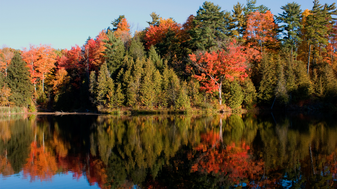 Green and Orange Trees Beside Lake During Daytime. Wallpaper in 1366x768 Resolution