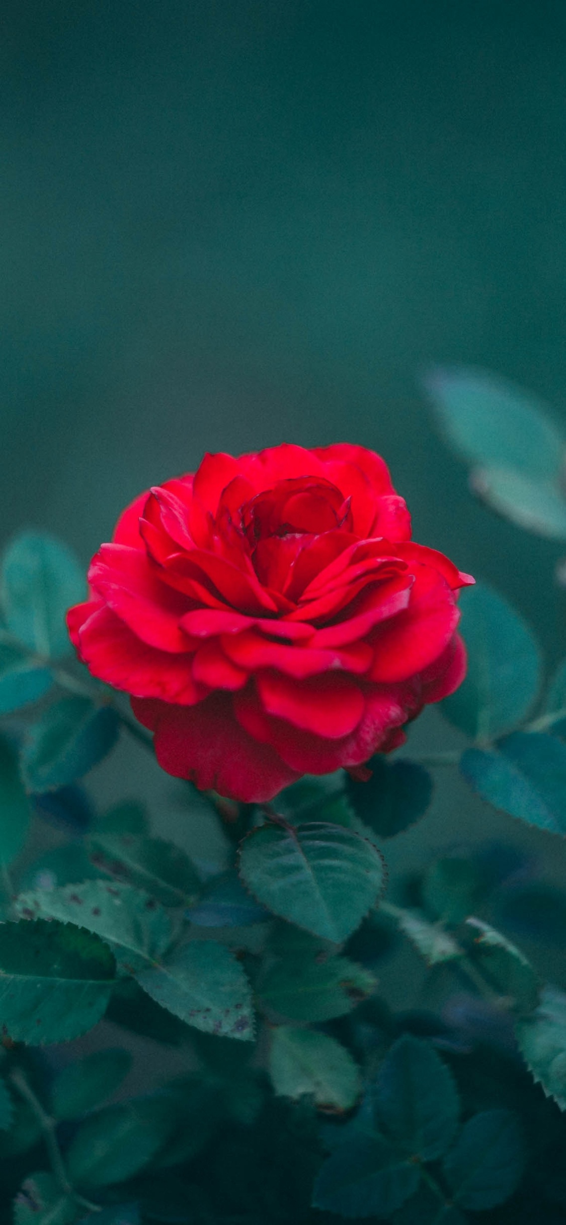 Rose Rouge en Fleurs Pendant la Journée. Wallpaper in 1125x2436 Resolution