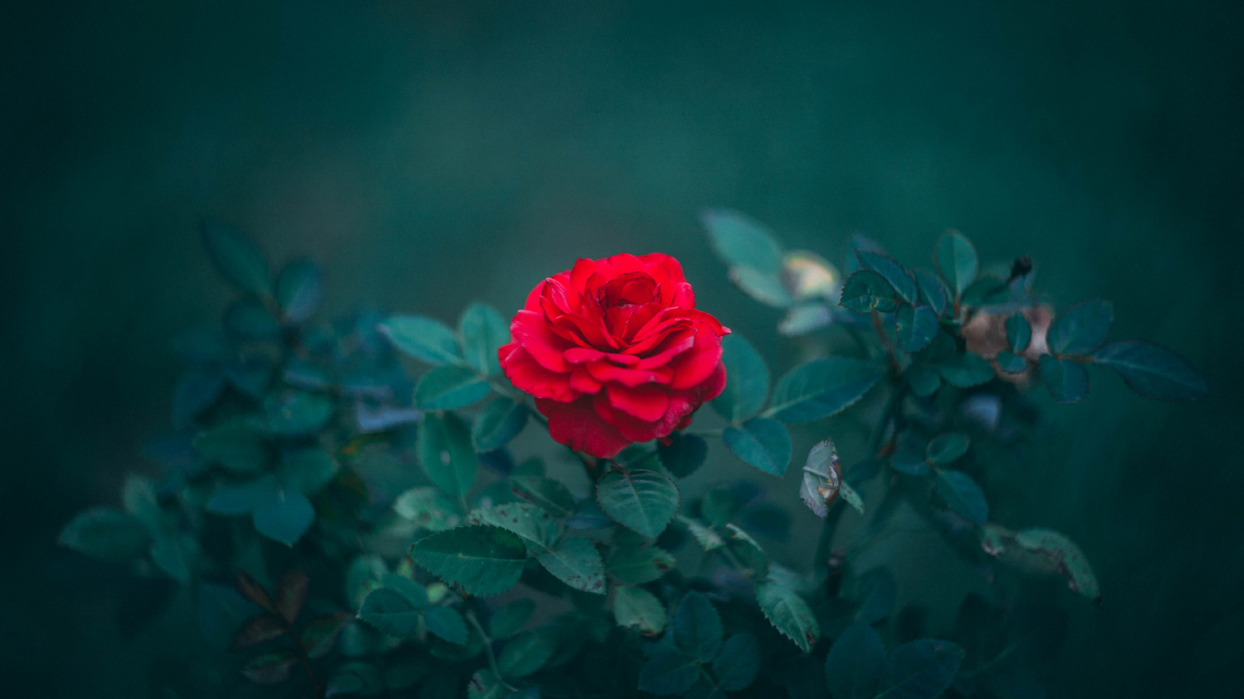 Rose Rouge en Fleurs Pendant la Journée. Wallpaper in 1366x768 Resolution