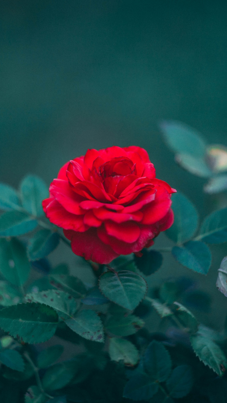 Rote Rose Blüht Tagsüber. Wallpaper in 750x1334 Resolution