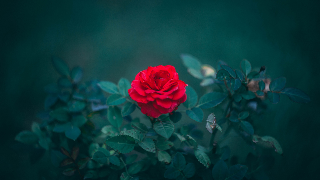 Red Rose in Bloom During Daytime. Wallpaper in 1280x720 Resolution