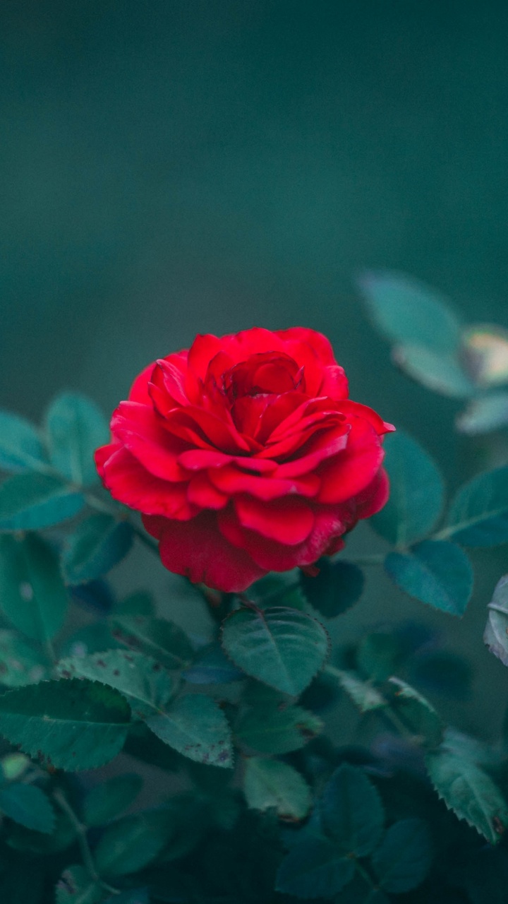 Red Rose in Bloom During Daytime. Wallpaper in 720x1280 Resolution
