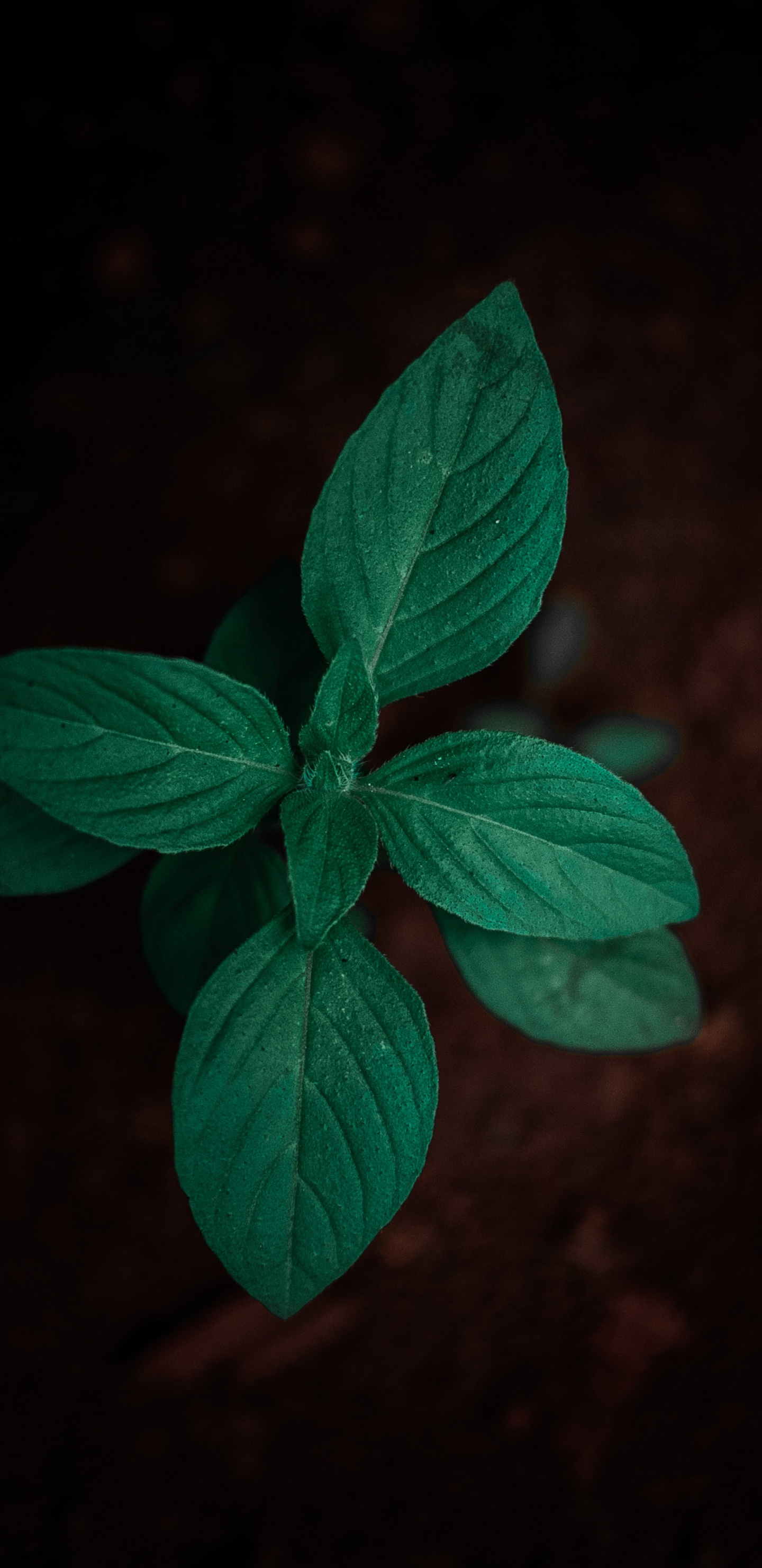 Green Leaf Plant in Close up Photography. Wallpaper in 1440x2960 Resolution