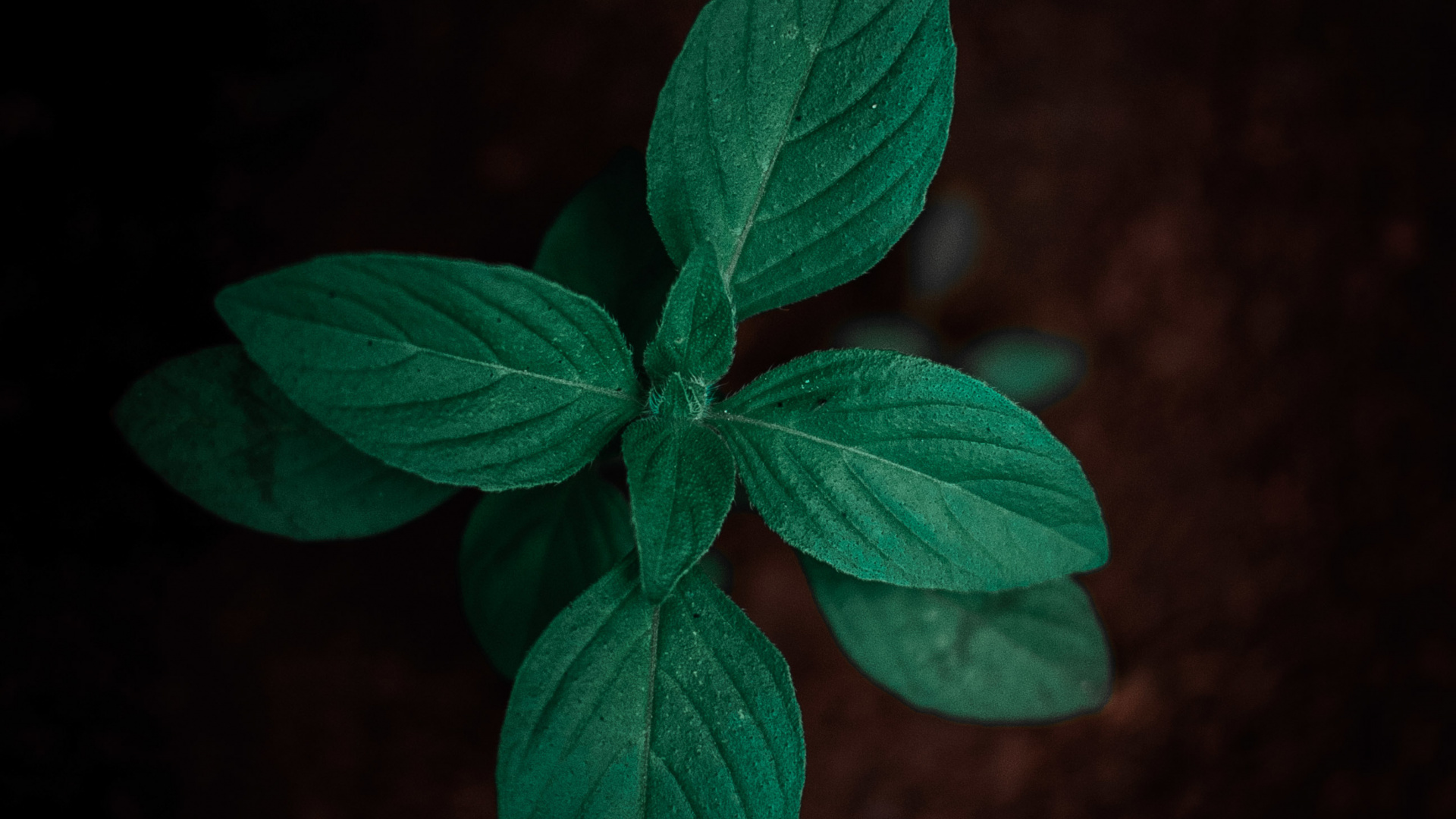 Green Leaf Plant in Close up Photography. Wallpaper in 1920x1080 Resolution