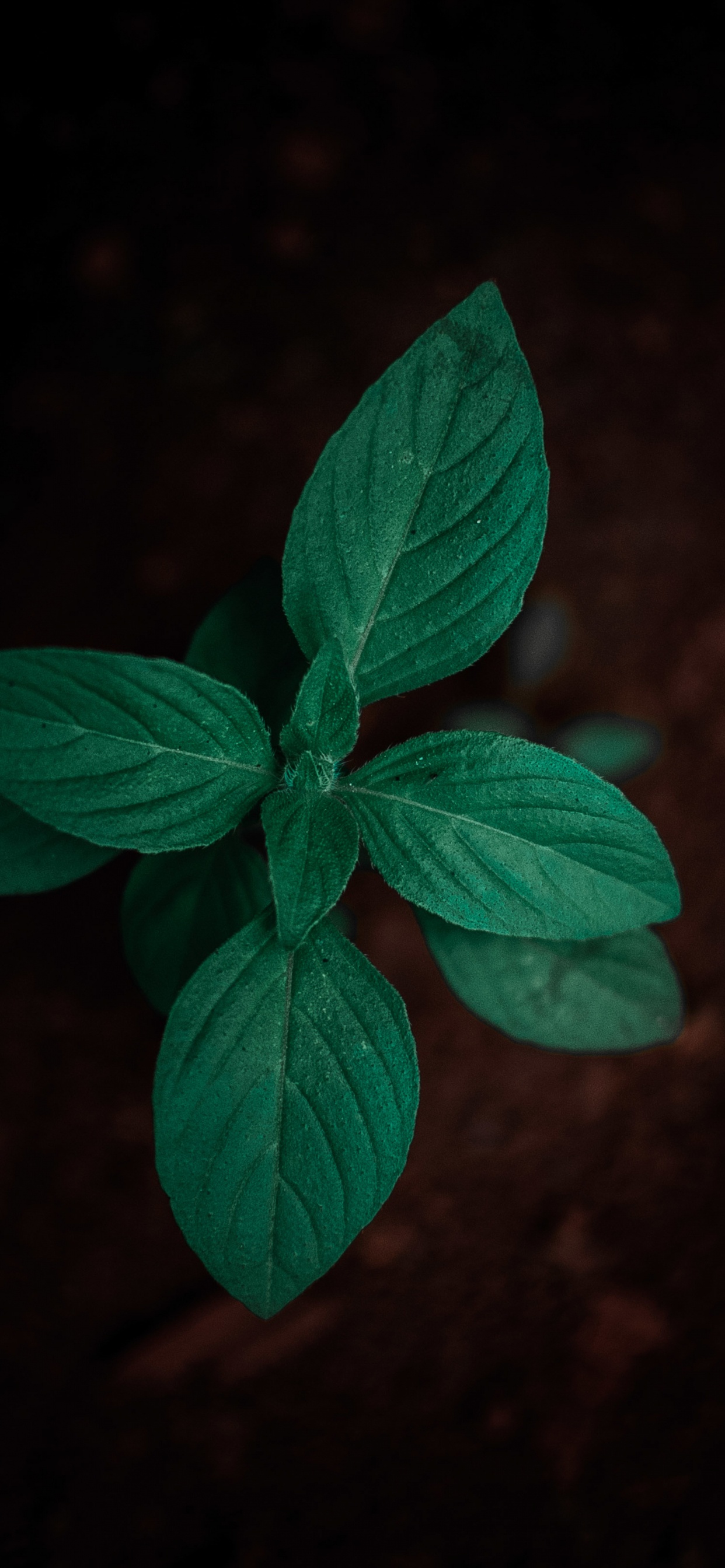 Plante à Feuilles Vertes en Photographie Rapprochée. Wallpaper in 1242x2688 Resolution