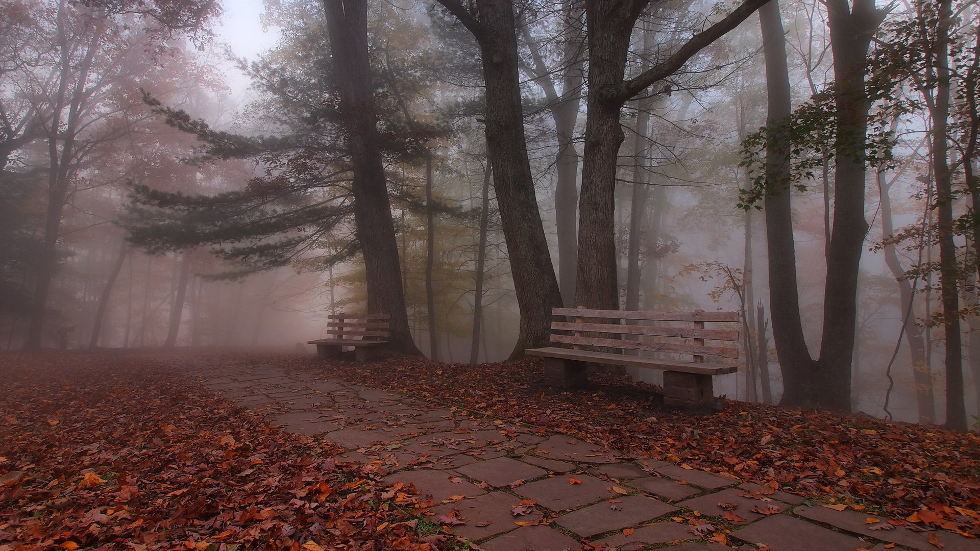 Brown Wooden Bench on Brown Dried Leaves on Ground. Wallpaper in 1920x1080 Resolution