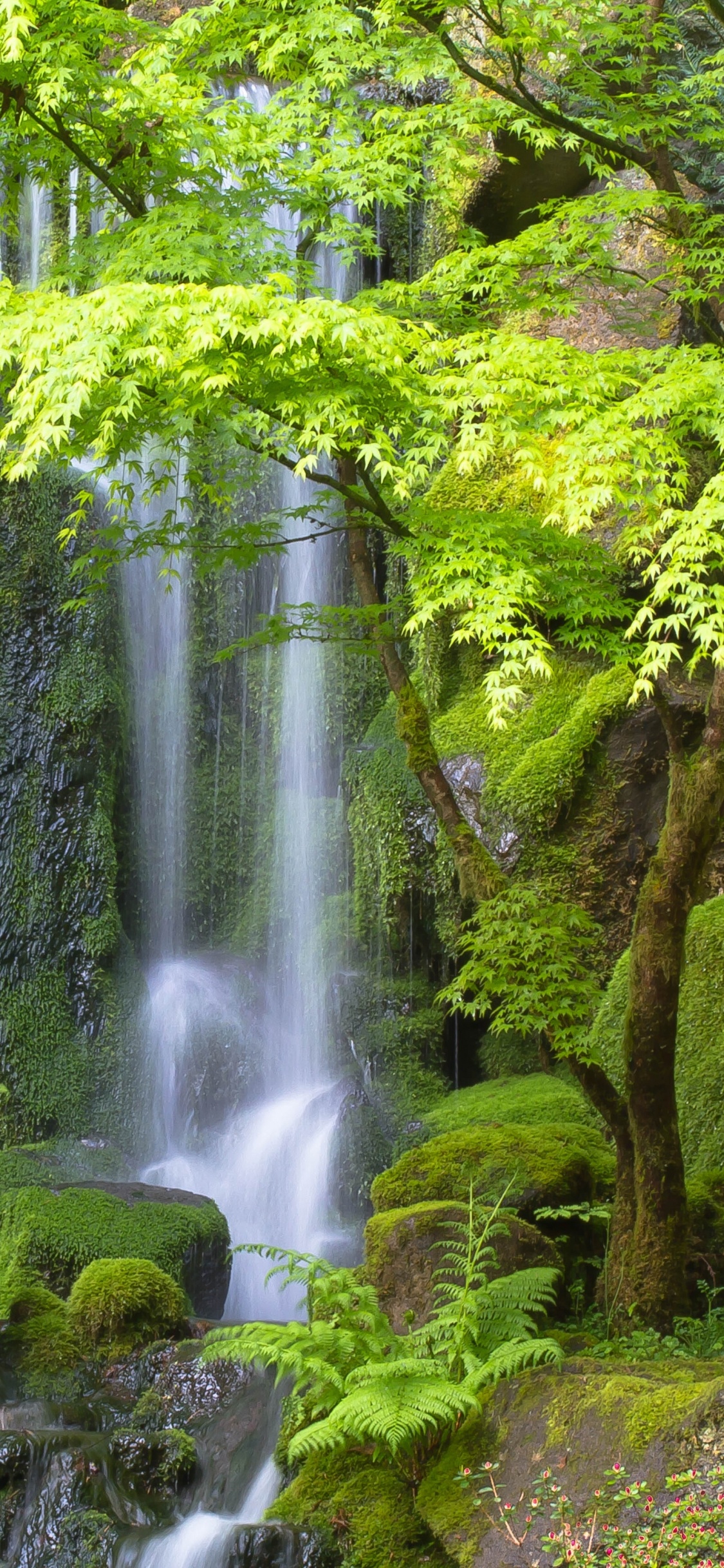 Water Falls in The Forest. Wallpaper in 1125x2436 Resolution