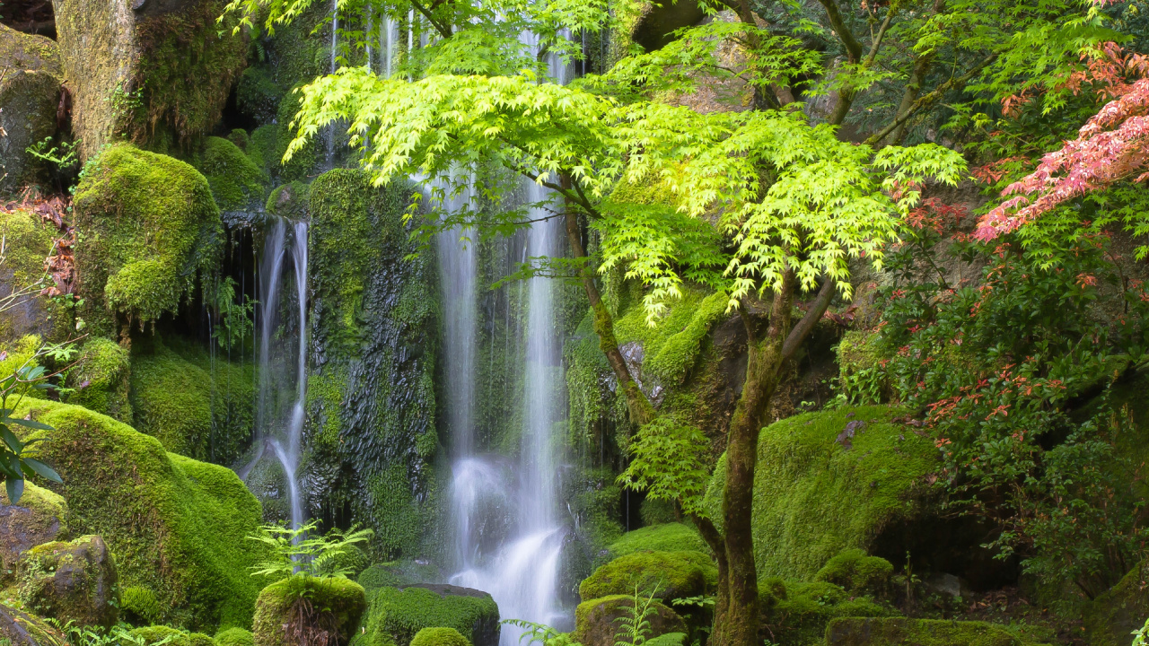 Water Falls in The Forest. Wallpaper in 1280x720 Resolution