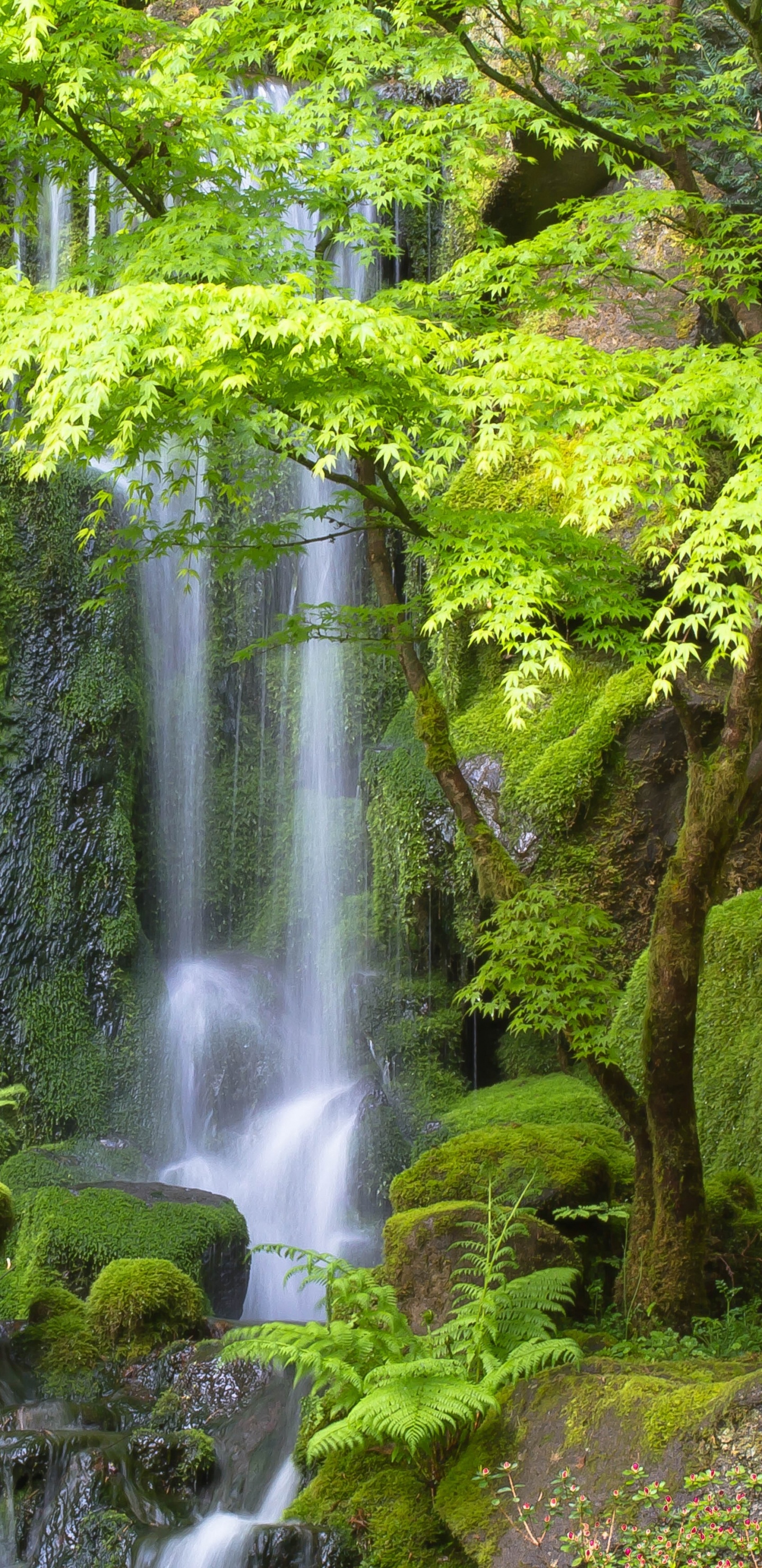 Water Falls in The Forest. Wallpaper in 1440x2960 Resolution