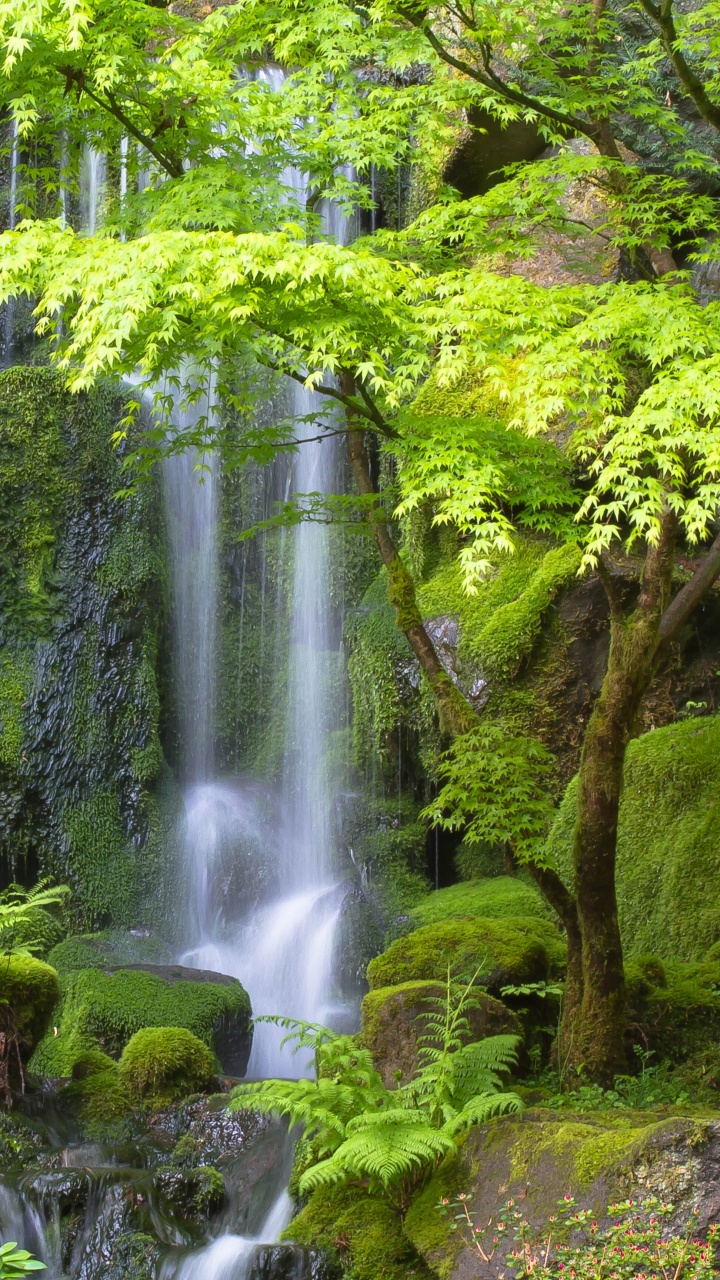 Water Falls in The Forest. Wallpaper in 720x1280 Resolution