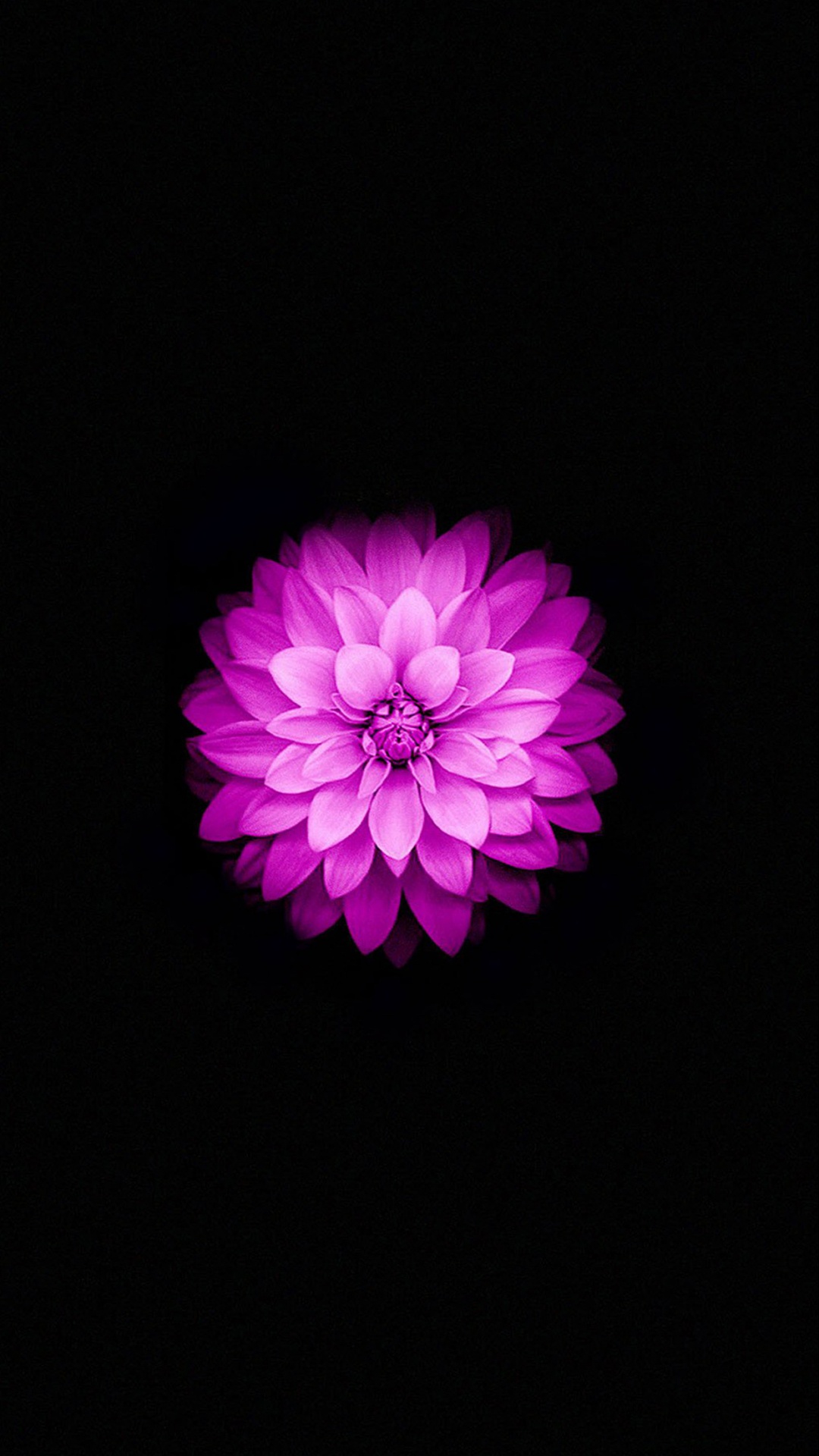 Fleur Violette Sur Fond Noir. Wallpaper in 1080x1920 Resolution