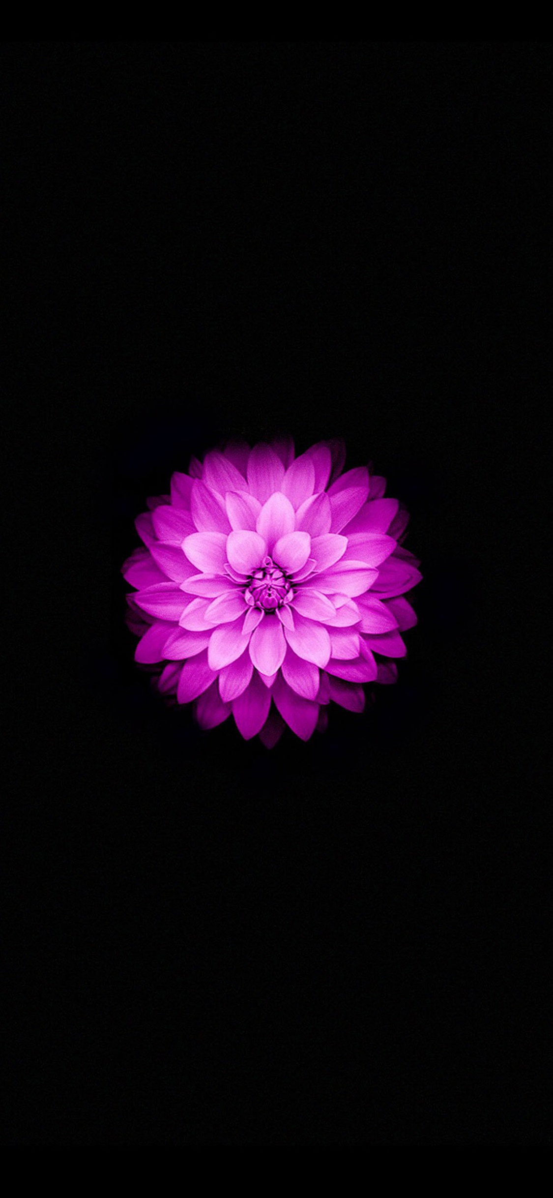 Fleur Violette Sur Fond Noir. Wallpaper in 1125x2436 Resolution