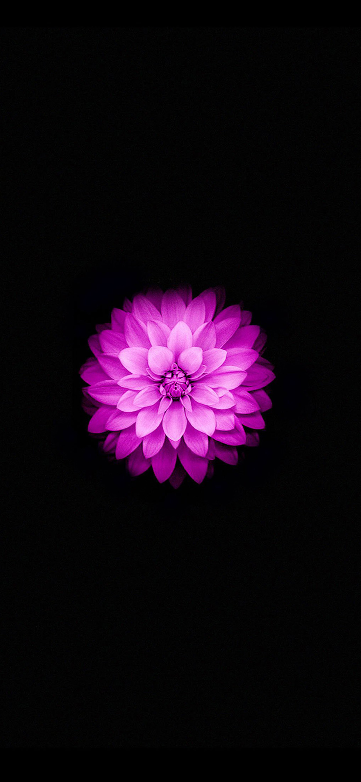 Fleur Violette Sur Fond Noir. Wallpaper in 1242x2688 Resolution