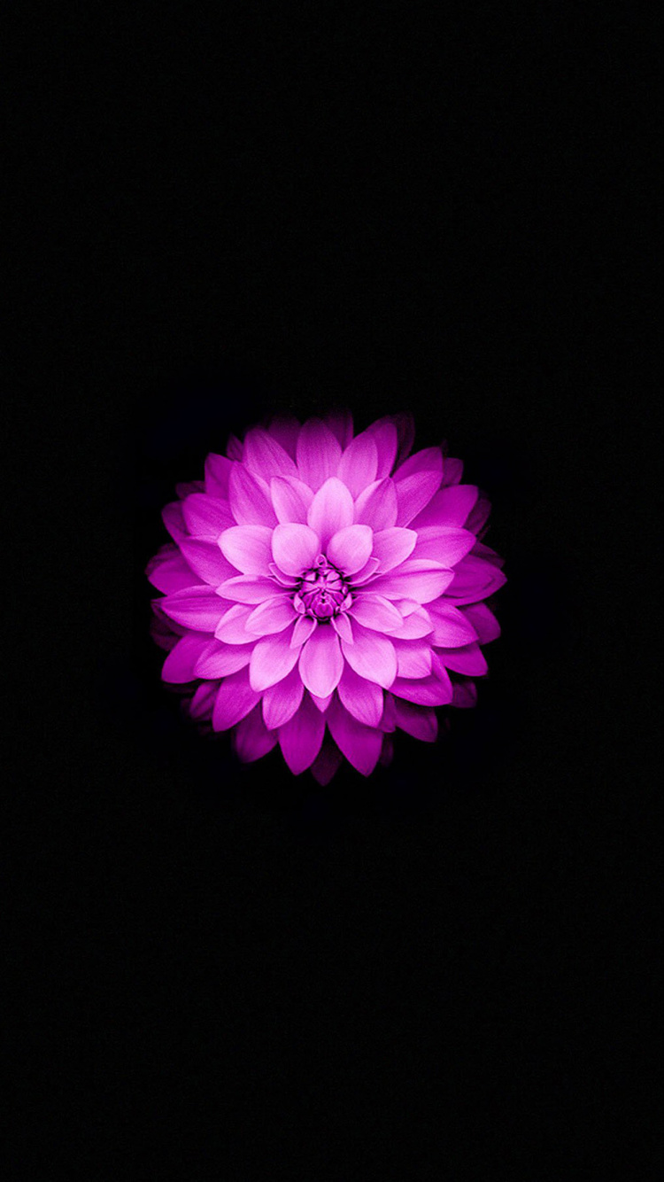 Purple Flower in Black Background. Wallpaper in 750x1334 Resolution