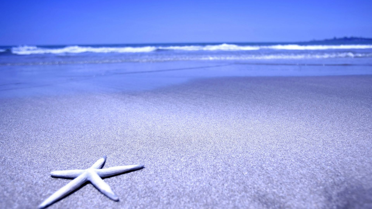 Étoile de Mer Blanche Sur Sable Gris Pendant la Journée. Wallpaper in 1280x720 Resolution