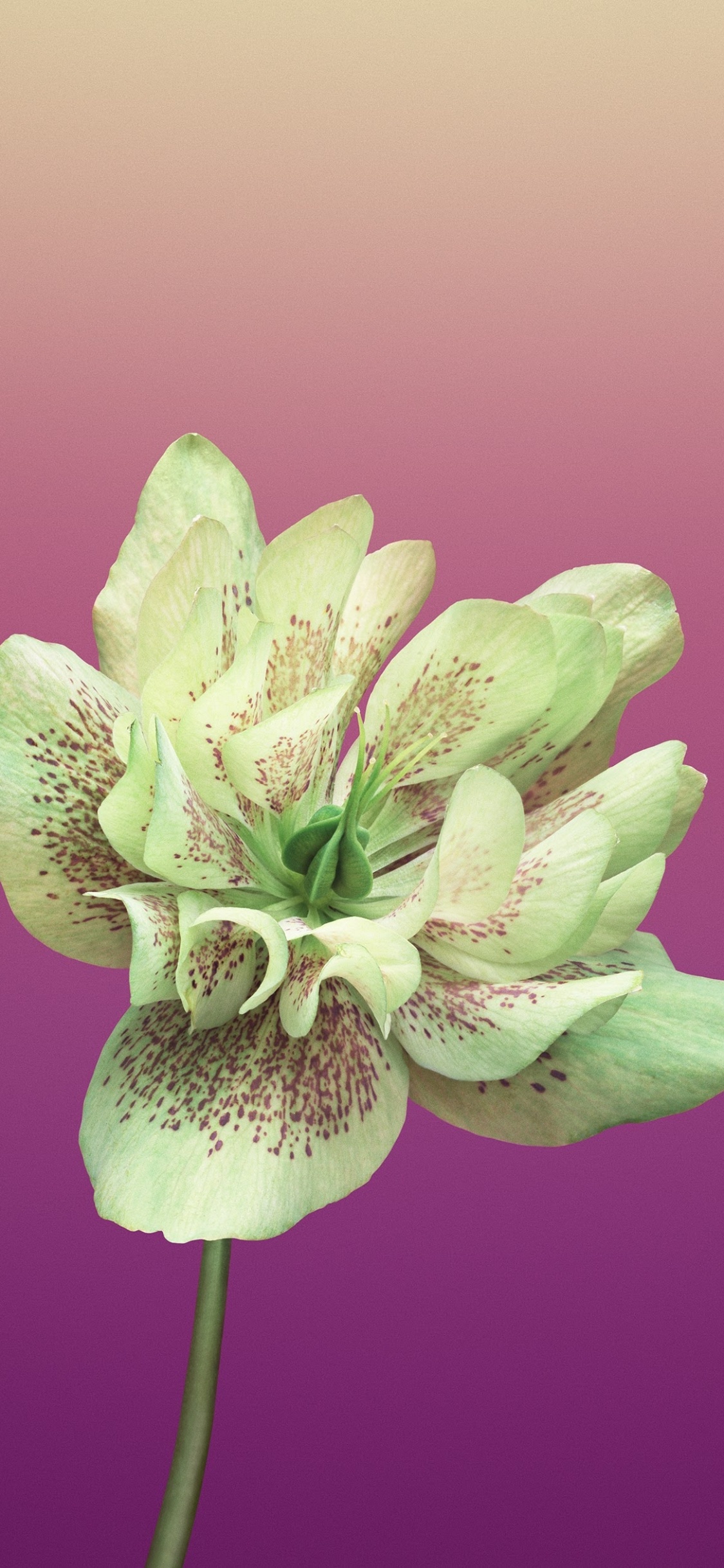 Ipad, Apple, IOS11, 苹果, Ios 壁纸 1125x2436 允许