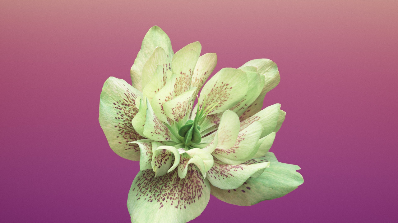 Ipad, Apple, IOS 11, Manzana, Ios. Wallpaper in 1280x720 Resolution