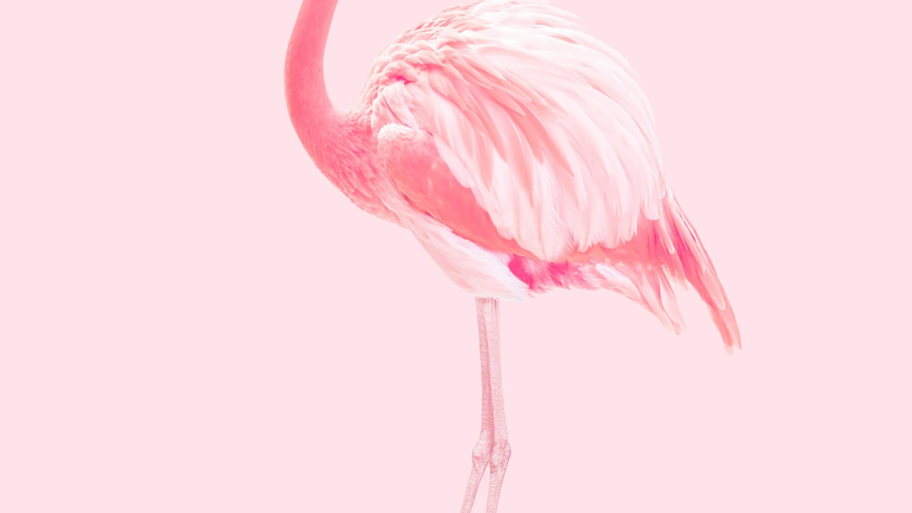 Huawei, Huawei Honor 20, Huawei Honor 20 Pro, Flamingo, Flamenco. Wallpaper in 1280x720 Resolution