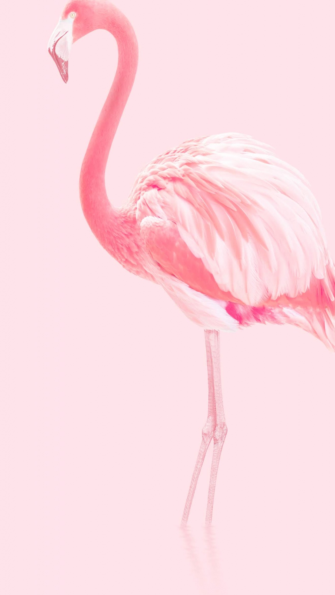 Huawei, Huawei Honor 20, Huawei Honor 20 Pro, Flamingo, Greater Flamingo. Wallpaper in 1080x1920 Resolution
