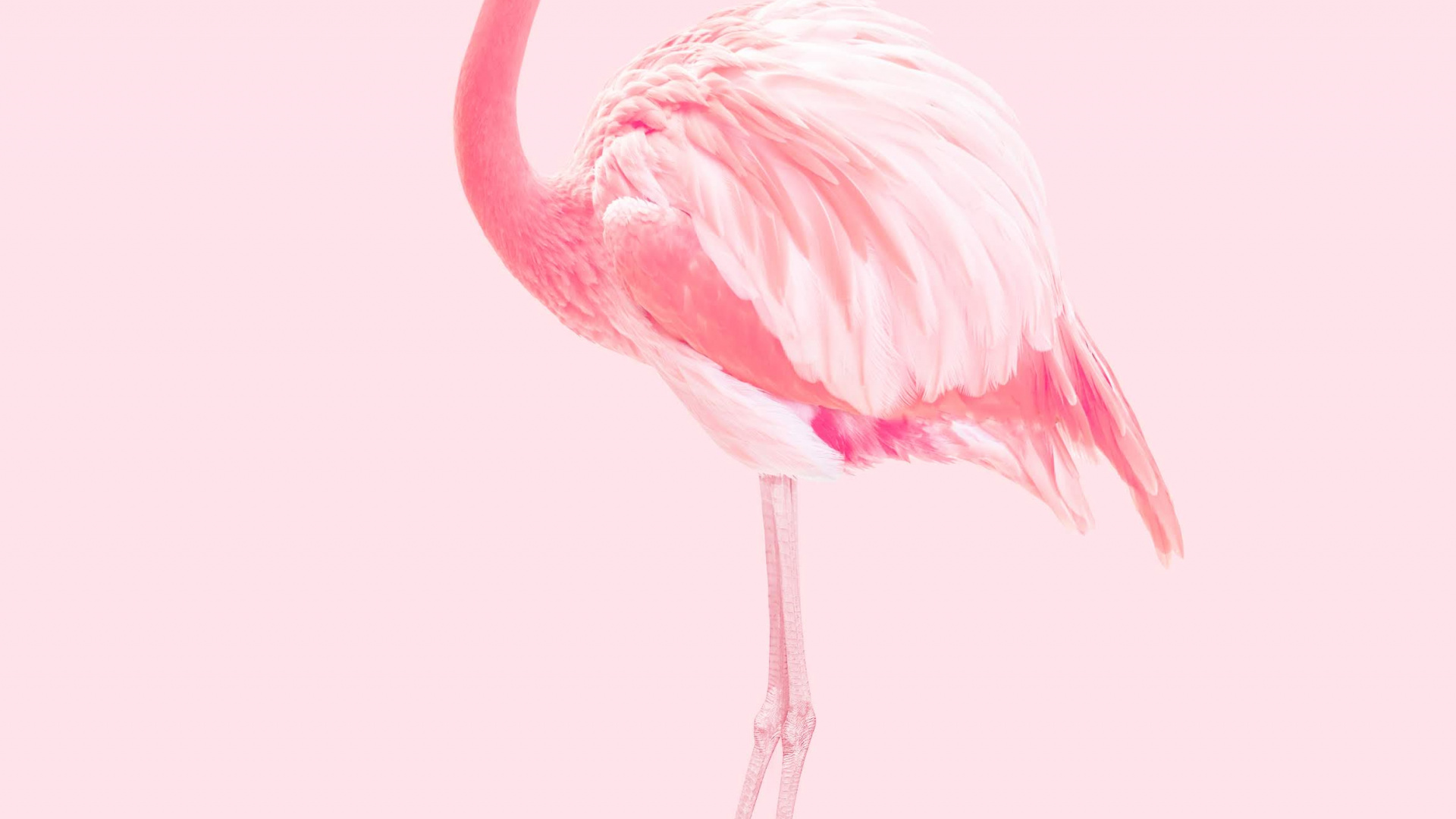 Huawei, Huawei Honor 20, Huawei Honor 20 Pro, Flamingo, Greater Flamingo. Wallpaper in 1920x1080 Resolution