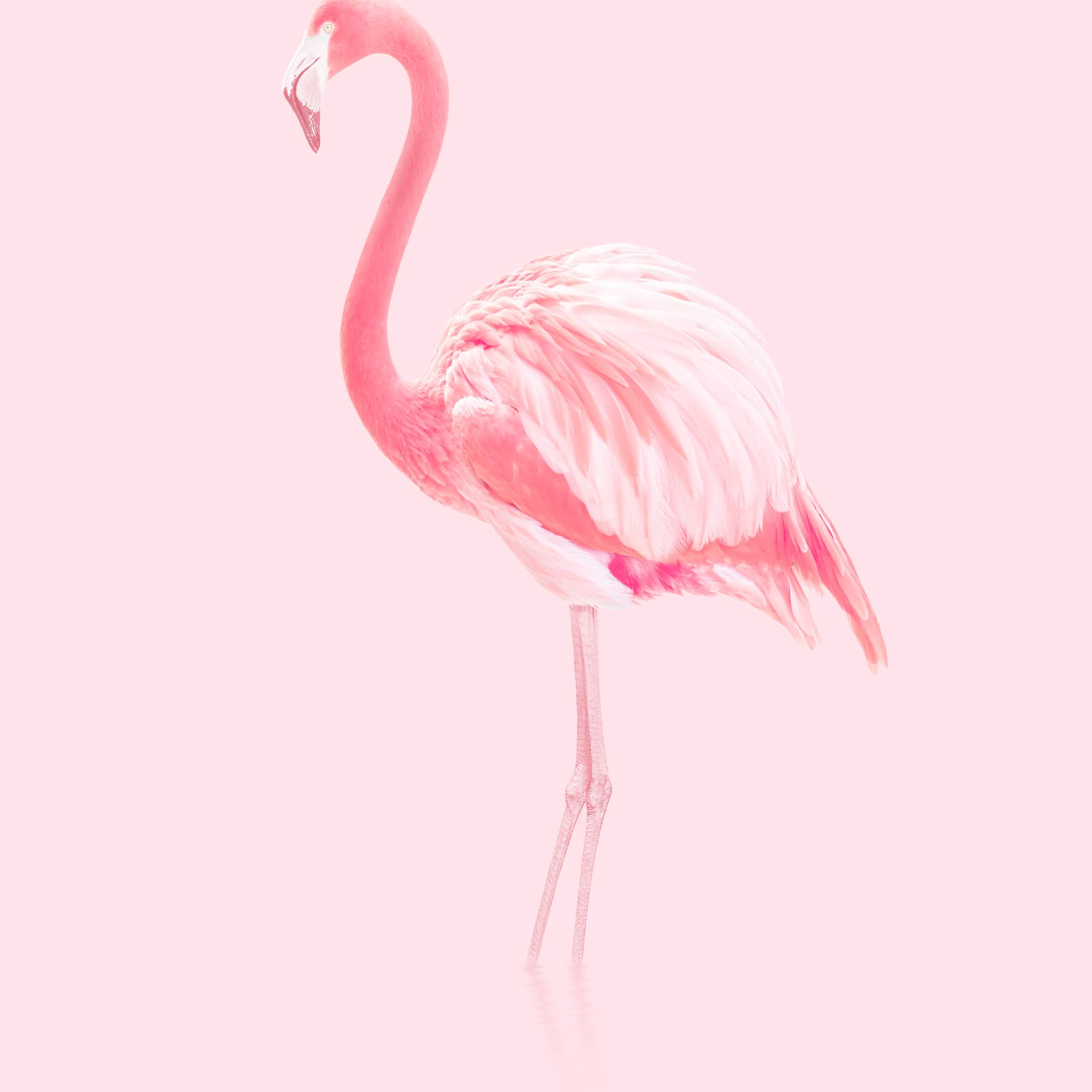 Adorable flamingos 4K wallpaper download