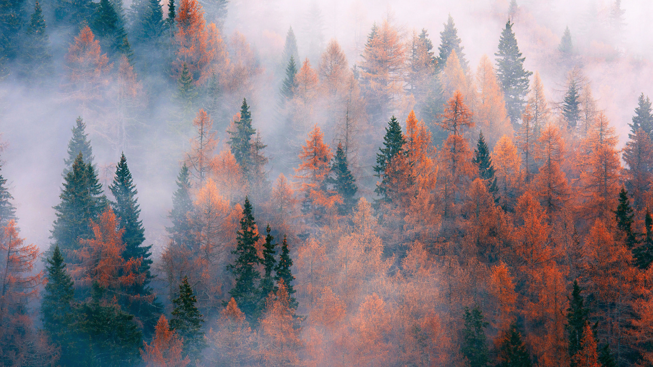 Green and Brown Trees Under White Sky During Daytime. Wallpaper in 1280x720 Resolution