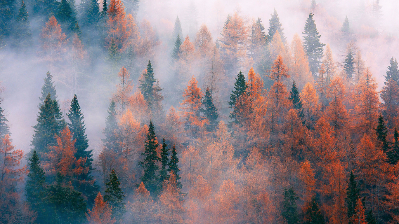 Green and Brown Trees Under White Sky During Daytime. Wallpaper in 1366x768 Resolution