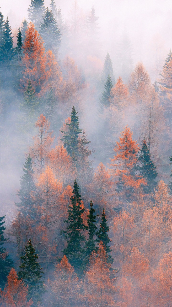 Green and Brown Trees Under White Sky During Daytime. Wallpaper in 720x1280 Resolution