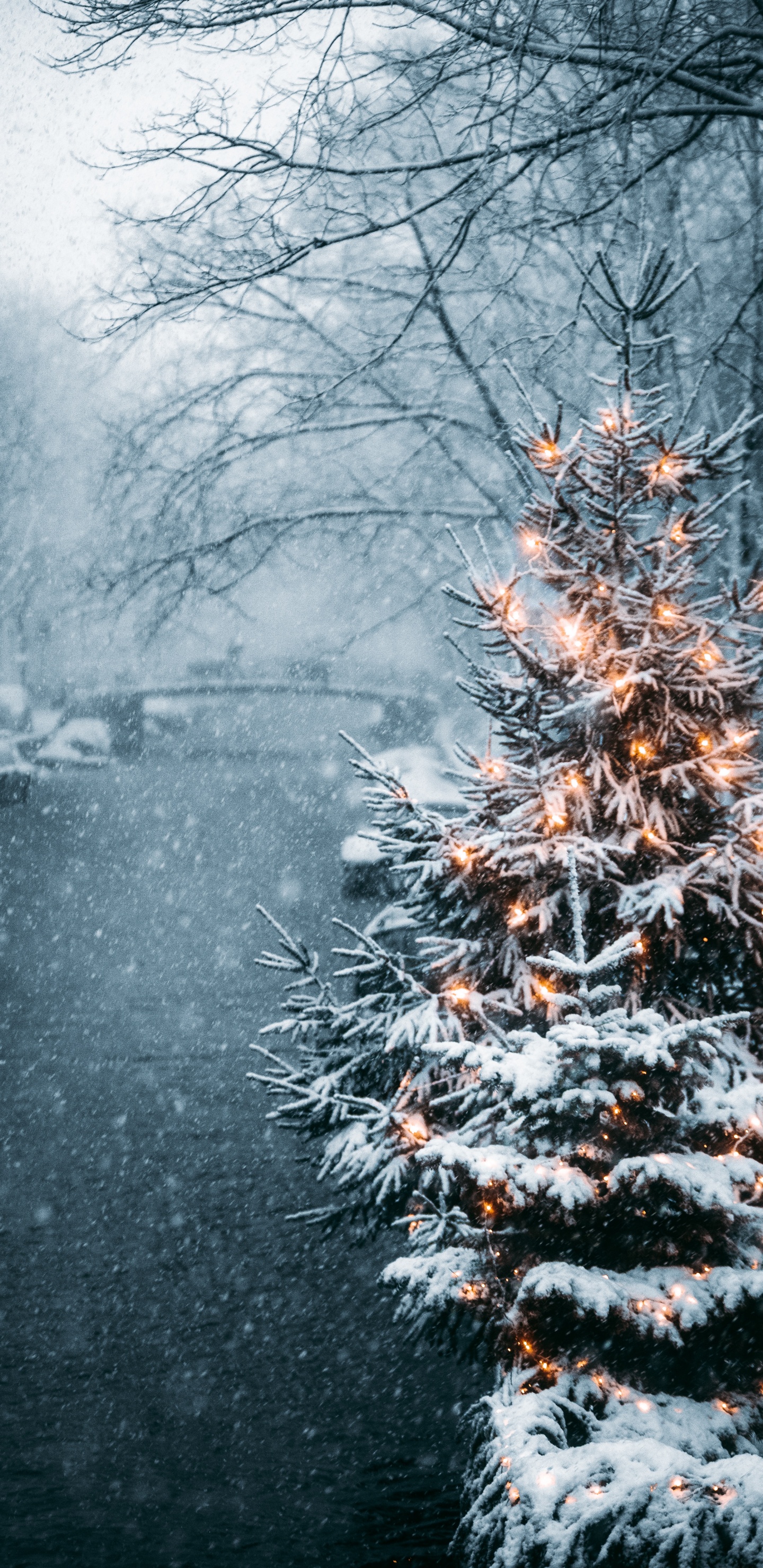 Arbres Couverts de Neige Pendant la Journée. Wallpaper in 1440x2960 Resolution