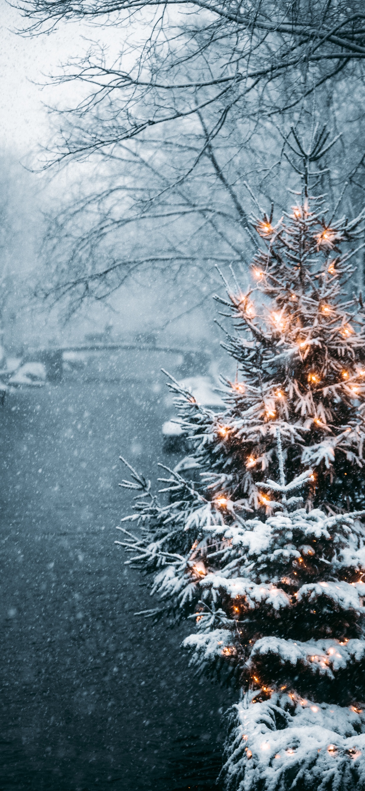 Snow Covered Trees During Daytime. Wallpaper in 1242x2688 Resolution