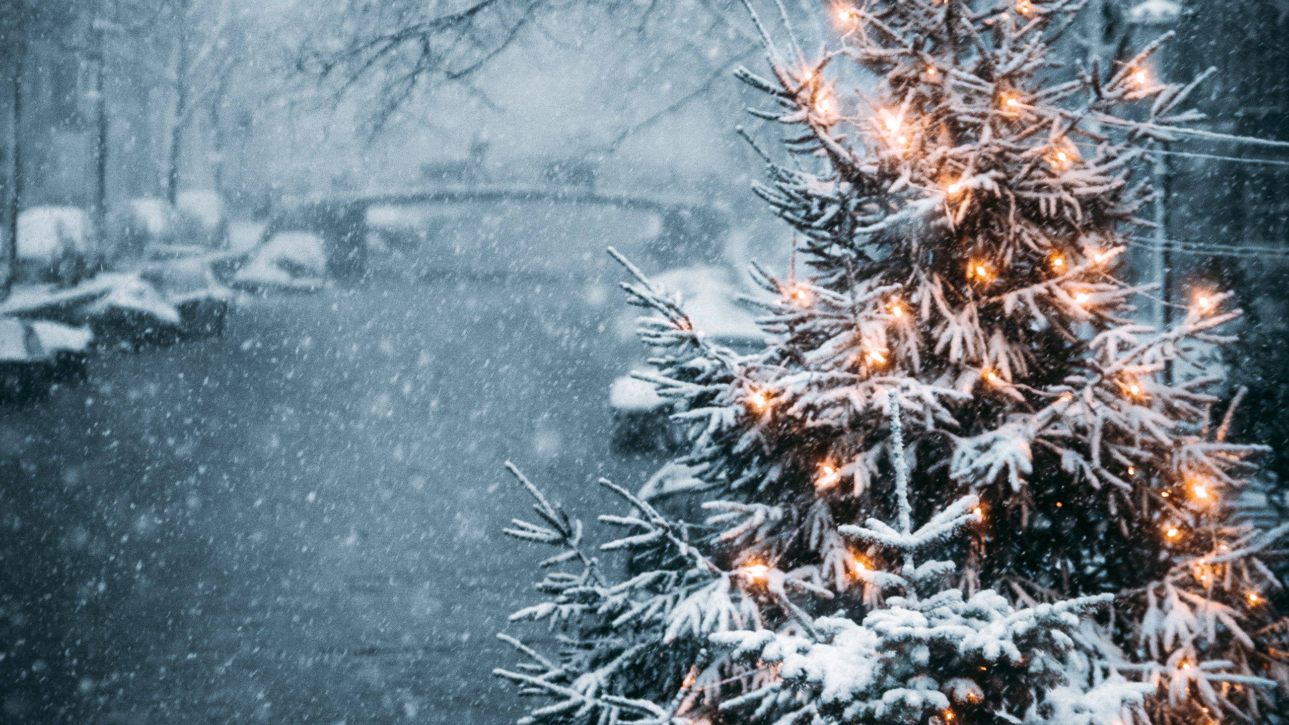 Snow Covered Trees During Daytime. Wallpaper in 2560x1440 Resolution