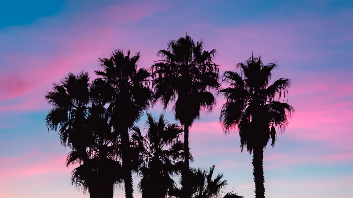 Silhouette of Palm Trees During Sunset. Wallpaper in 1366x768 Resolution