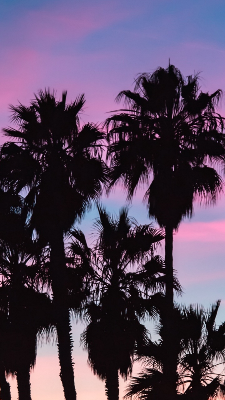 Silhouette de Palmiers au Coucher du Soleil. Wallpaper in 720x1280 Resolution