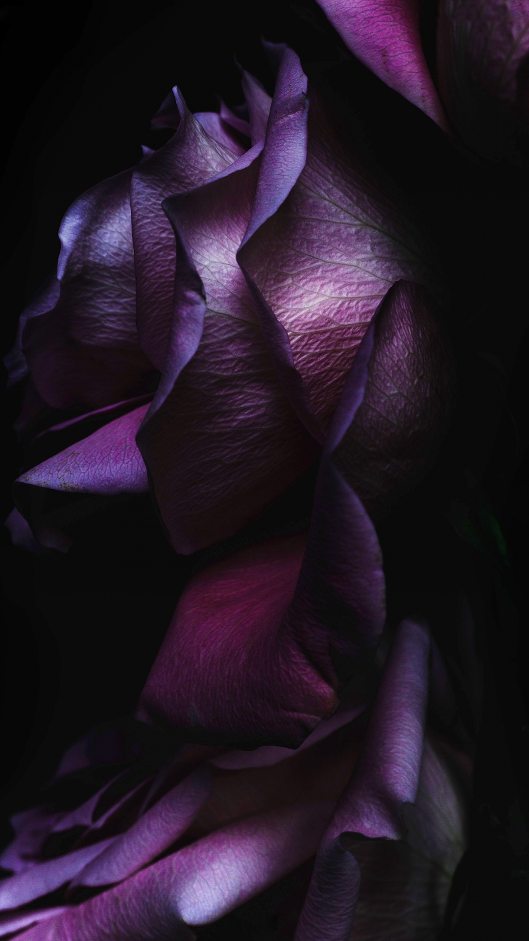 IOS 9, IPhone, Apple, IOS 11, Roses. Wallpaper in 1080x1920 Resolution