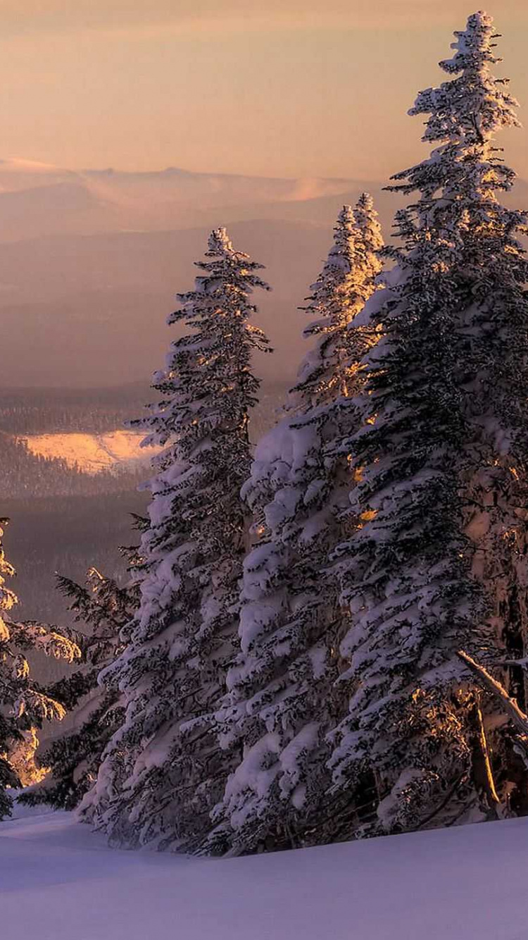 Green Trees on Snow Covered Ground During Daytime. Wallpaper in 750x1334 Resolution