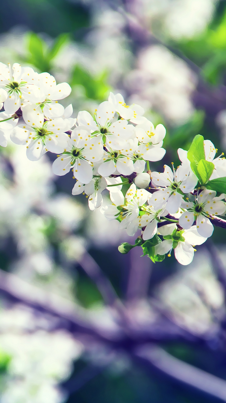 White Flowers in Tilt Shift Lens. Wallpaper in 750x1334 Resolution