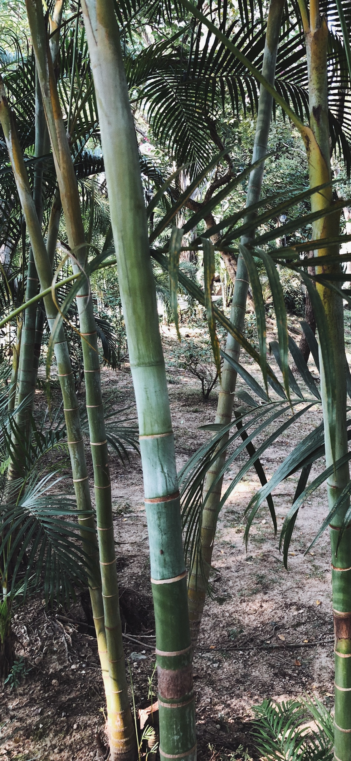 Vegetation, Pflanzen-Stammzellen, Ölpalmen, Natur, Branch. Wallpaper in 1125x2436 Resolution