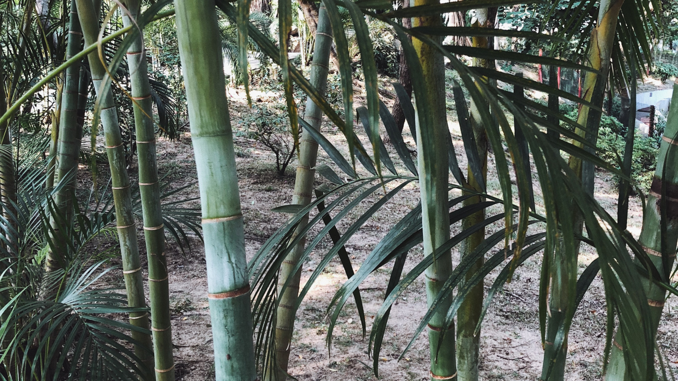 Vegetation, Plant Stem, Oil Palms, Nature, Branch. Wallpaper in 1366x768 Resolution