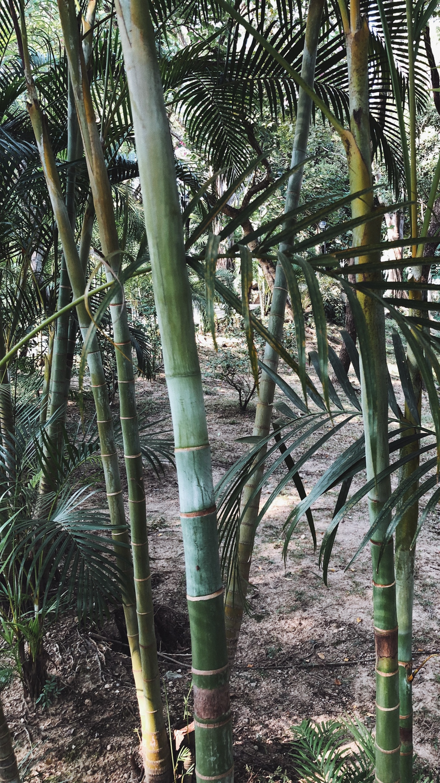 Vegetation, Plant Stem, Oil Palms, Nature, Branch. Wallpaper in 1440x2560 Resolution