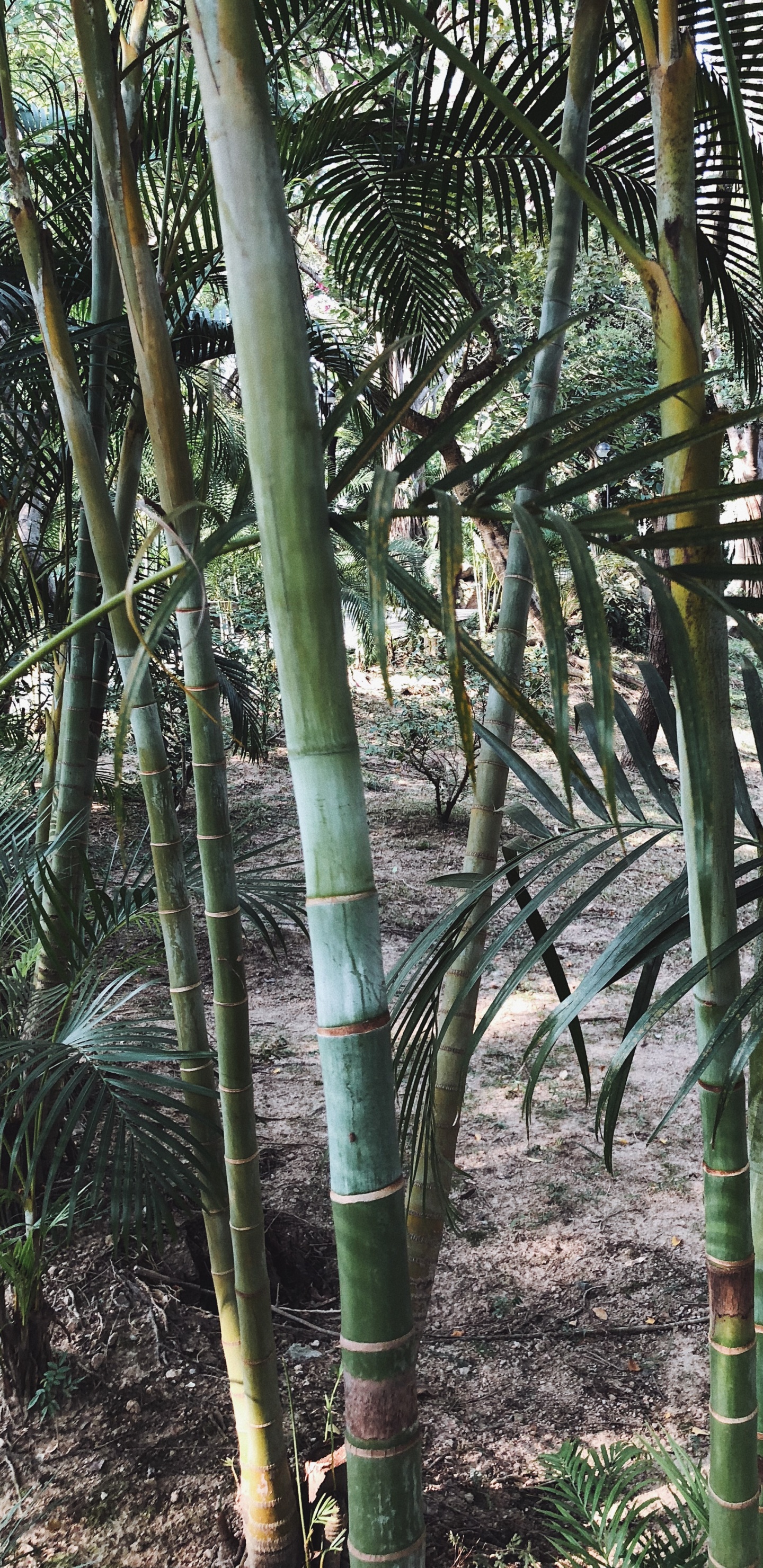 Vegetation, Plant Stem, Oil Palms, Nature, Branch. Wallpaper in 1440x2960 Resolution