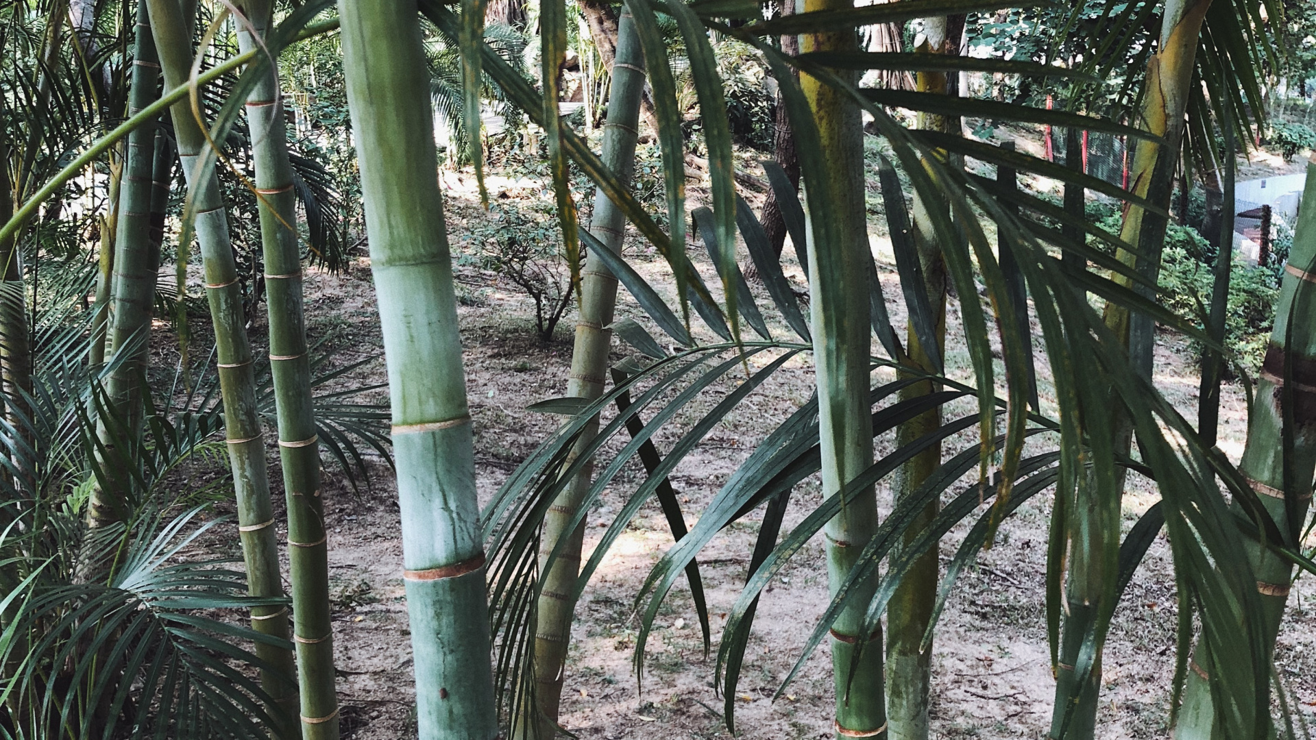 植被, 植物干, 性质, 绿色的, 自然环境 壁纸 1920x1080 允许