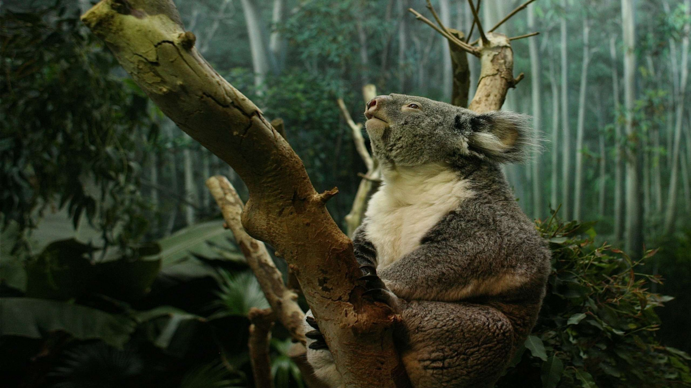 Koala Sur Une Branche D'arbre Brun Pendant la Journée. Wallpaper in 1366x768 Resolution