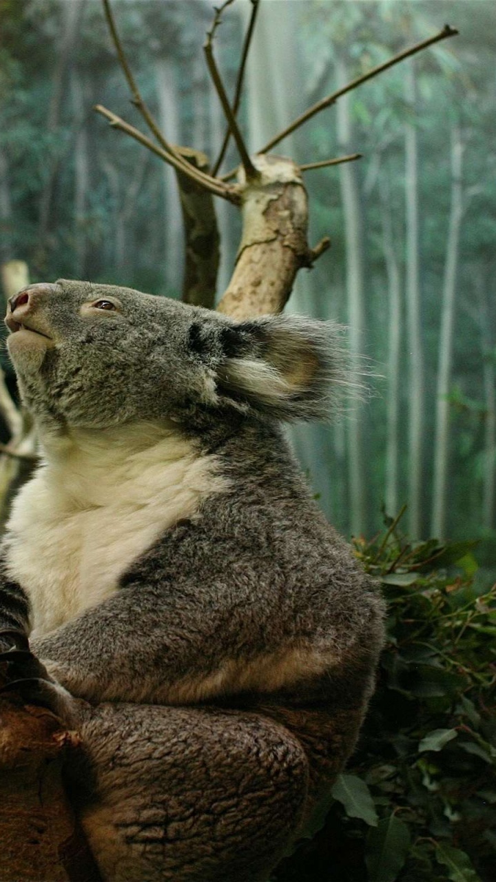 Koala Sur Une Branche D'arbre Brun Pendant la Journée. Wallpaper in 720x1280 Resolution