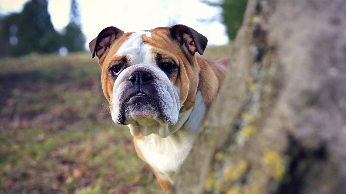 Brown and White Short Coated Dog. Wallpaper in 1366x768 Resolution