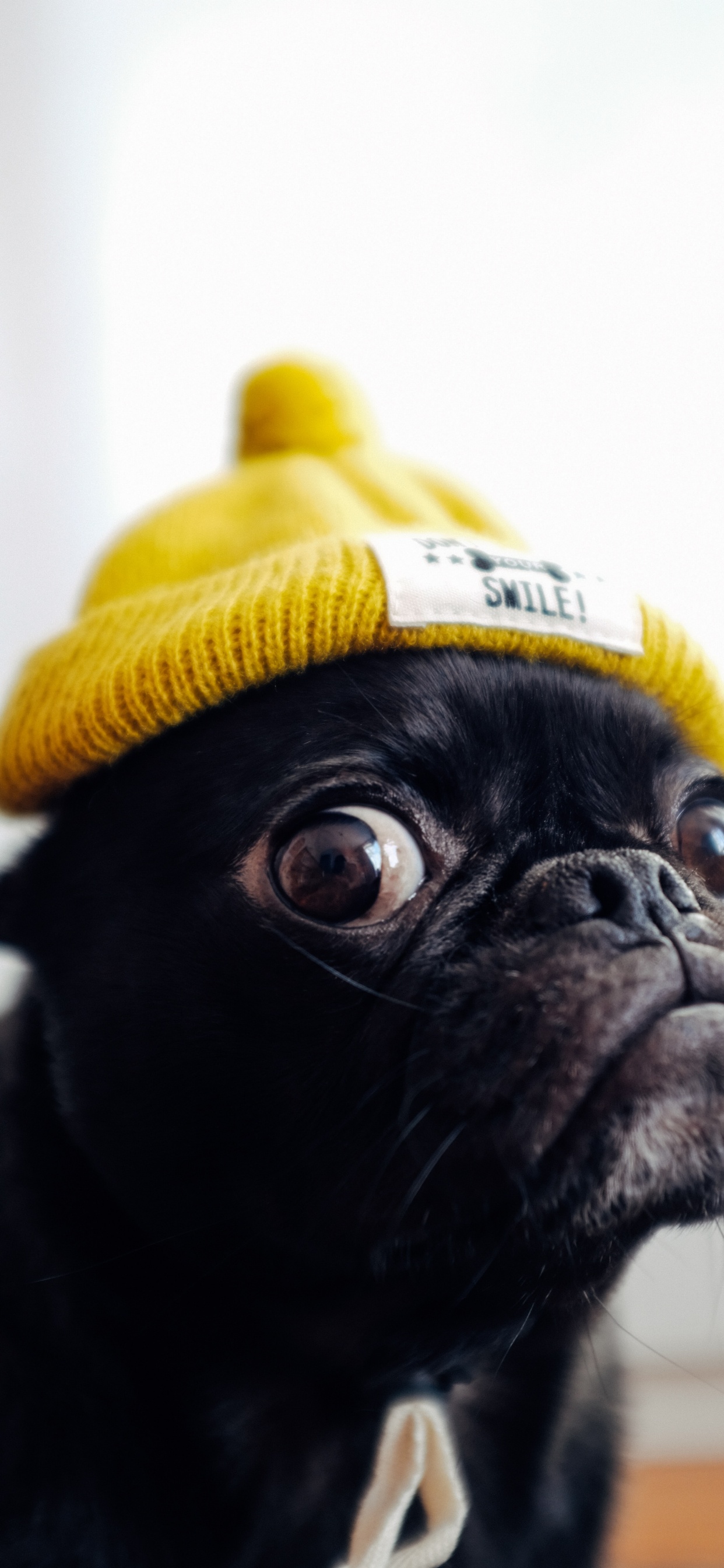 Carlin Noir Portant Une Casquette en Tricot Jaune. Wallpaper in 1242x2688 Resolution